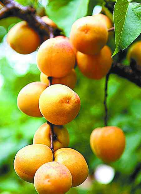 祖树 北京平谷北寨红杏成熟，正待人采摘品尝，有株百年祖树独一无二