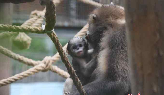 黔金丝猴 北京动物园小金丝猴“淘淘”亮相，黔金丝猴现存数量比野生大熊猫还少
