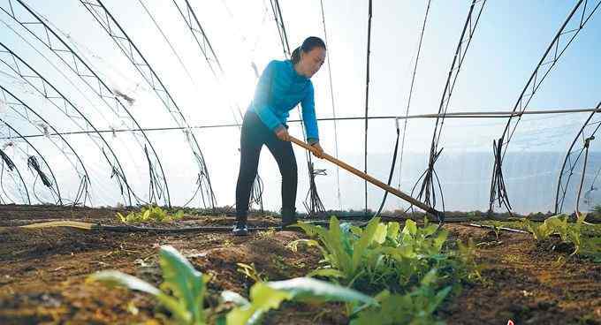 石嫣 女博士后整日在田间地头，“移植”有机生态农业是她的梦想