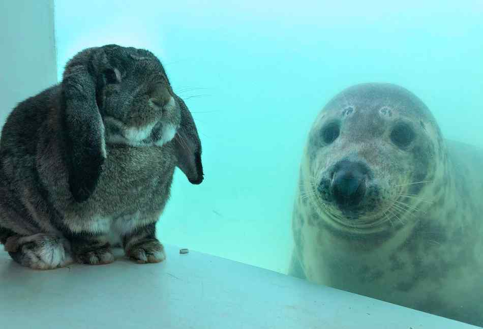 动物跨越物种友情英国海豹与兔子友谊深厚隔着玻璃热情交流