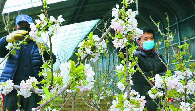 江寒青 北京耿楼村樱桃树开花了！确保防疫安全的同时，田间工作已经开始