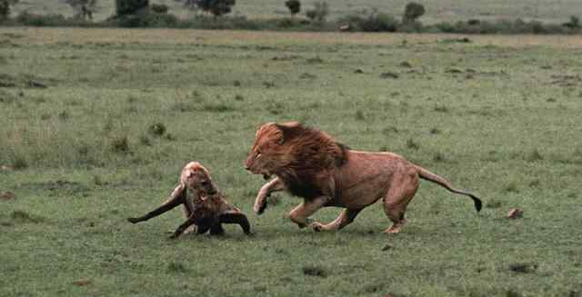 鬣狗为什么怕雄狮不怕雌狮