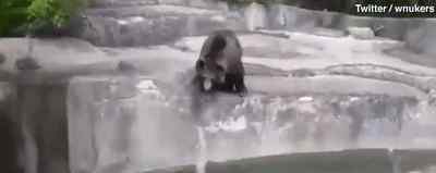 男子结束隔离冲进动物园揍熊 激烈搏斗惊人全程被拍
