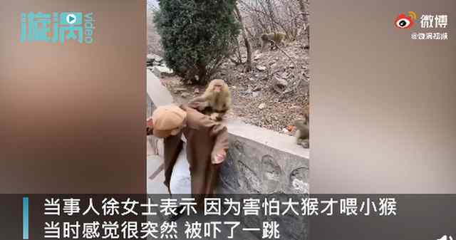 哭笑不得！河南一女孩景区喂猴被扯掉假发 网友：有点“秃然”