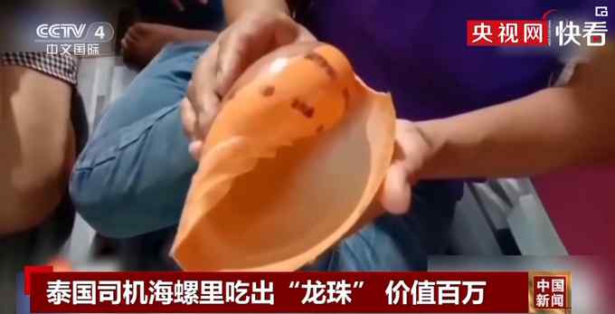 泰国司机海螺里吃出“龙珠” 价值百万！网友：集齐七颗能召唤神龙不？
