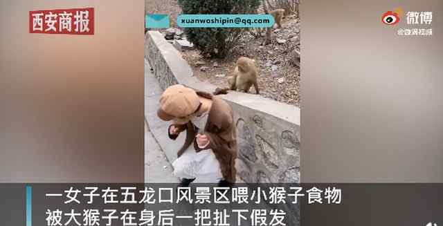 哭笑不得！河南一女孩景区喂猴被扯掉假发 网友：有点“秃然”