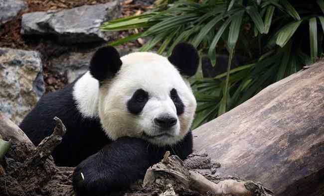 旅加大熊猫吃不到鲜竹将提前归国 大熊猫“二顺”和“大毛”