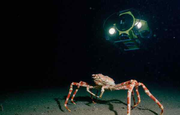 海洋巨型生物图片:巨型蜘蛛蟹、狮鬃水母、僧帽水母、巨型深海大