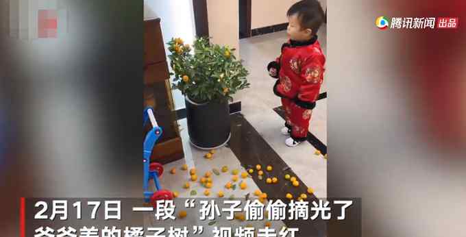 小男孩摘光爷爷养了数年的盆栽橘子树！被发现后举动萌翻众人