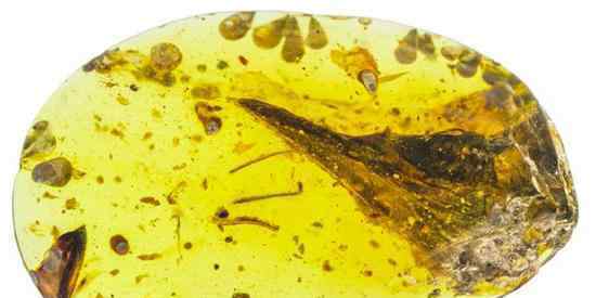 考古发现：琥珀中的“史上最小恐龙”，也许是史上最大乌龙