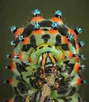 世界上最可怕的十种虫子：维塔虫、埃及伊蚊、接吻虫、子弹蚁