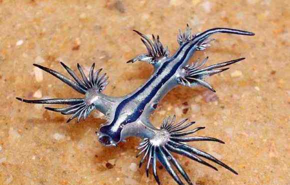 世界上最萌的鱼是什么 最萌小飞象章鱼