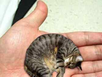 世界最小的猫列入吉尼斯纪录 皮堡斯小猫真实图片
