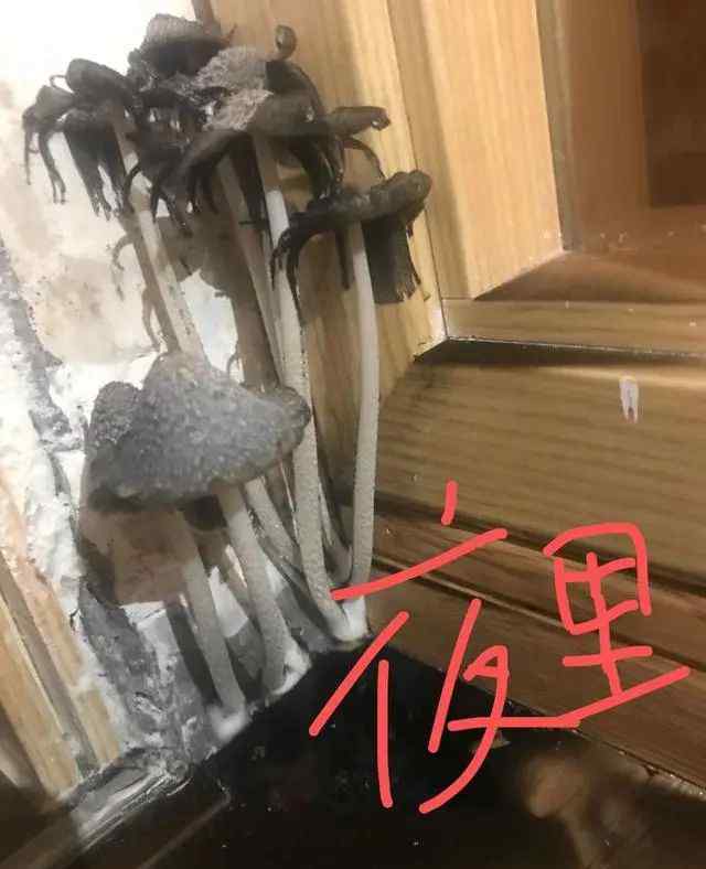 家里种蘑菇的危害 女子被家里蘑菇吓哭：怎么都除不掉，晚上还会化成一滩“黑水”！