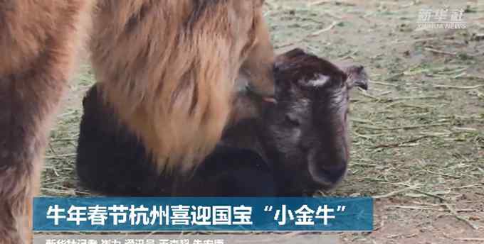 可爱！杭州迎来牛年第一只国宝动物金毛羚牛 网友：出生即巅峰