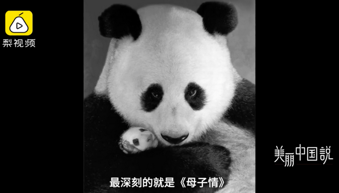 拍摄大熊猫30年 他发现了很多“秘密”