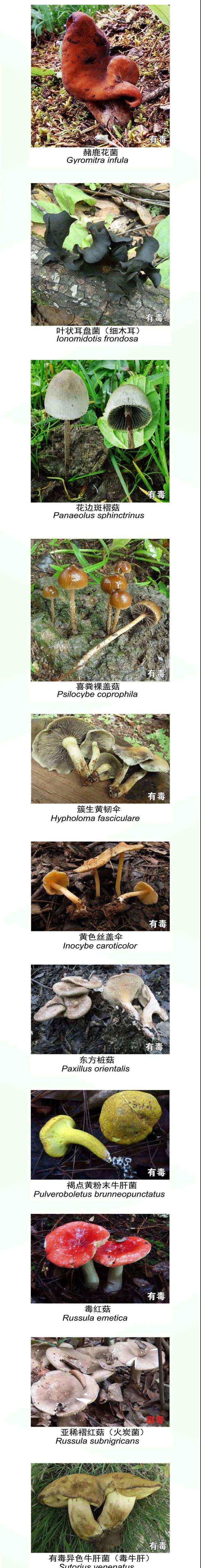云南文山吃菌中毒 “云南吃菌中毒死亡人数超过新冠”数据属实，收好这份吃菌手册！别误食