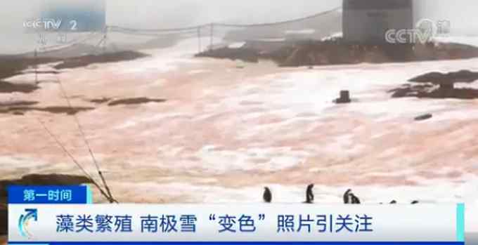 南极雪变成绿色和红色？专家：该现象可能导致极地冰雪消融失控