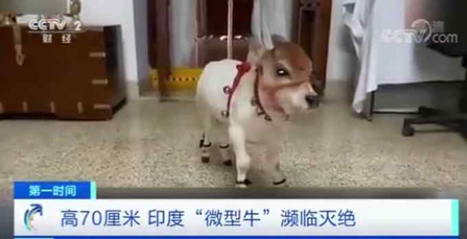 印度高70厘米的微型牛濒临灭绝：大约只剩60只
