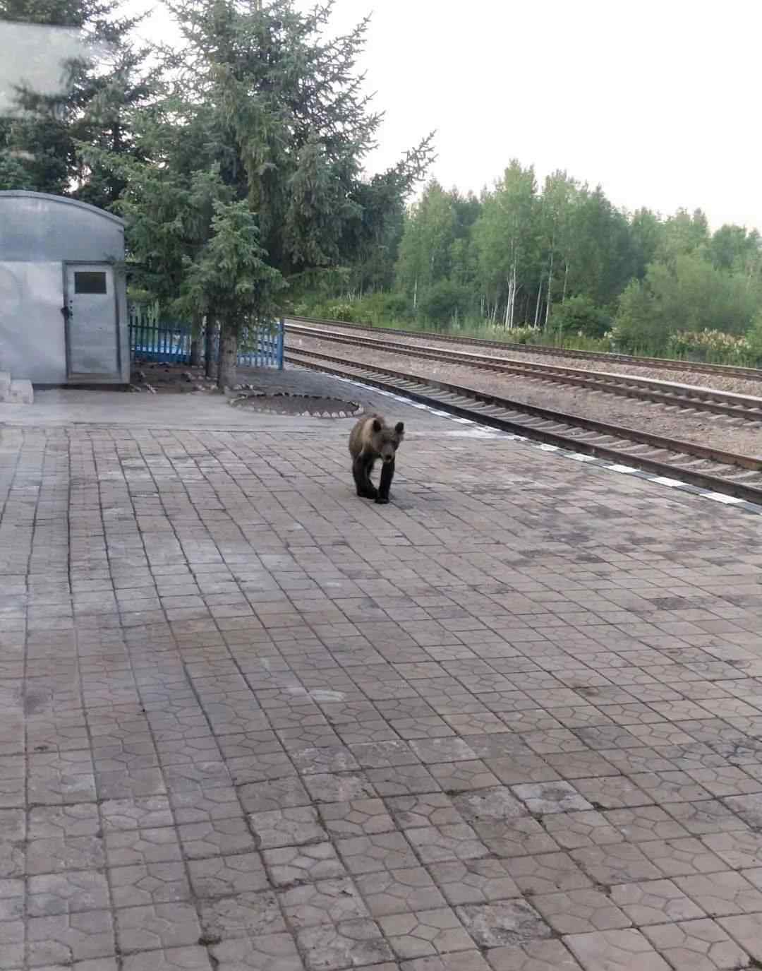 火车站惊现黑熊 正在到处寻找食物