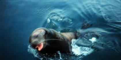 世界十大危险凶猛的动物 海洋里最毒、最可怕的十大动物排名