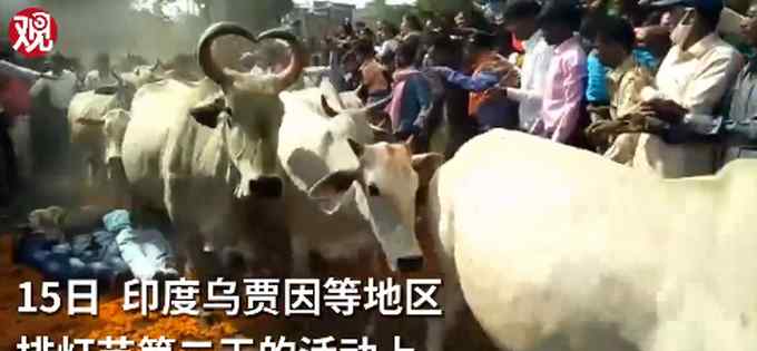 史上最牛救援队 无语！印度教徒趴地让200多头牛踩，以祈求好运，网友评论亮了