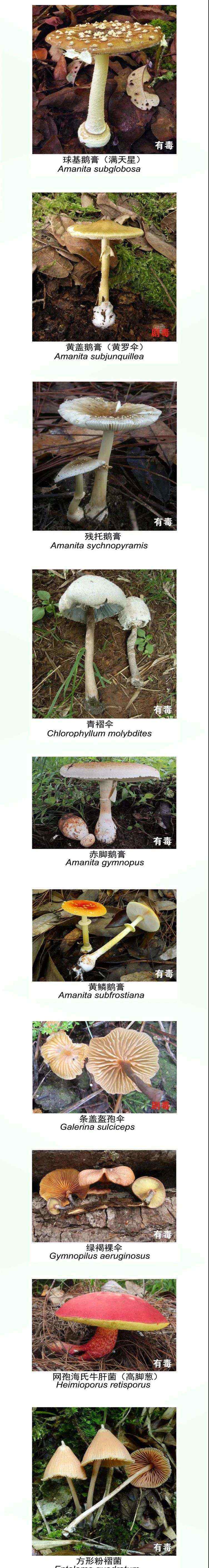 云南文山吃菌中毒 “云南吃菌中毒死亡人数超过新冠”数据属实，收好这份吃菌手册！别误食