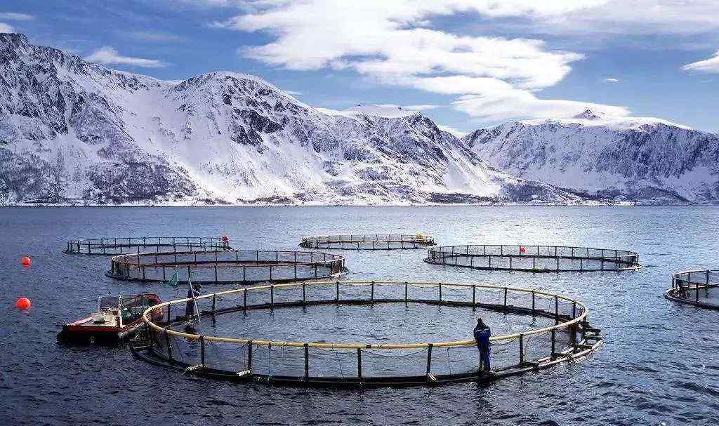 外媒曝挪威三文鱼养殖罪恶：德法媒体走访挪威三文鱼养殖场