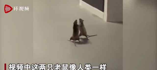 两只老鼠站立互殴 一旁猫咪被看傻了