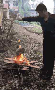 愤怒的小狗 愤怒！一男子用火将活生生的小狗烧死
