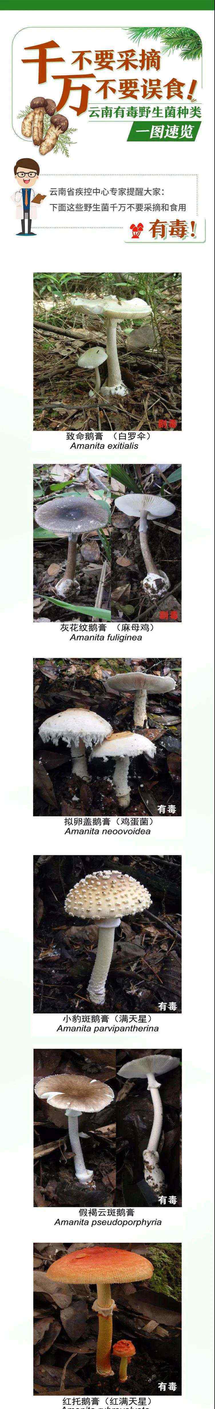 云南文山吃菌中毒 “云南吃菌中毒死亡人数超过新冠”数据属实，收好这份吃菌手册！别误食