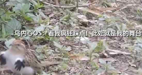 小鸟镜头前跳机械舞 画面十分的魔性