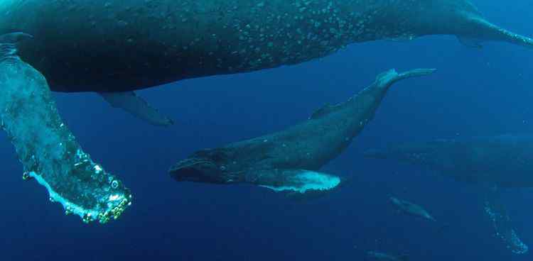 鲸鱼母子在海中遭天敌捕杀 渔夫拍到现场罕见画面