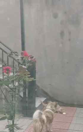 近日，广东深圳，一名小女孩在家看电视，旁边的宠物狗负责望风，家长快进门时狗狗立马发出提醒，