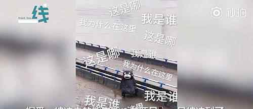 重庆还有一只熊本熊在漂流