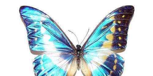 世界上第一漂亮的蝴蝶是哪种?光明女神蝶、爱神闪蝶、冰蝶