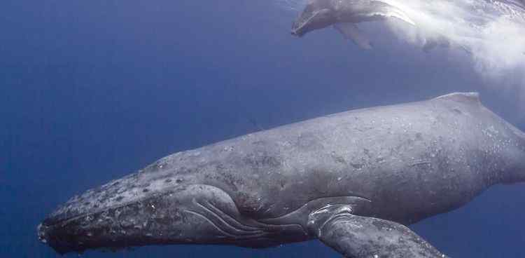 鲸鱼母子在海中遭天敌捕杀 渔夫拍到现场罕见画面
