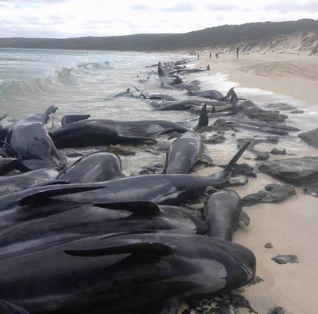 上百头鲸鱼在斯里兰卡搁浅