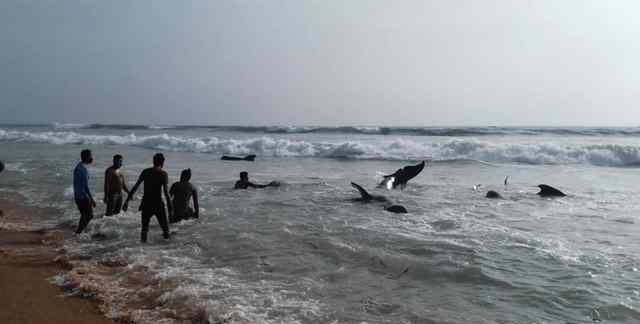 上百头鲸鱼在斯里兰卡搁浅