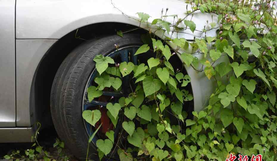 杭州＂豪车坟场＂ 百万豪车扣押数年成僵尸车