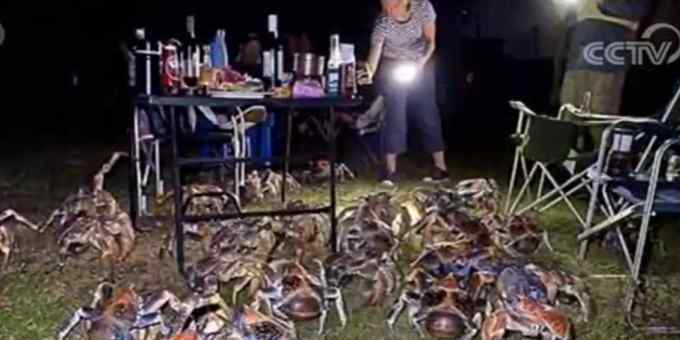 家庭烧烤时爬来50多只大螃蟹