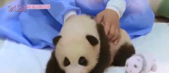 官方回应韩女团不戴手套摸熊猫