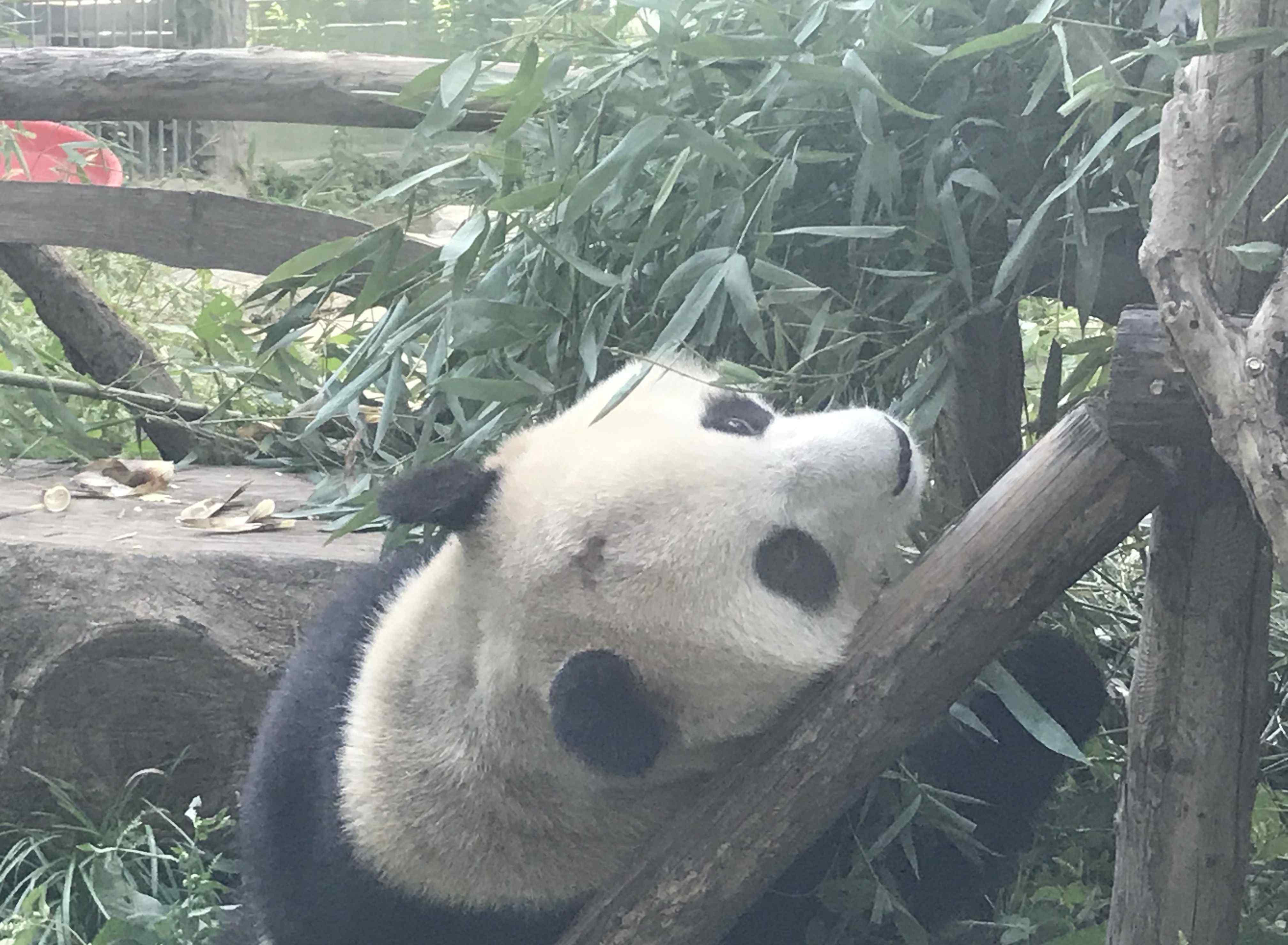大熊猫遭遇“谢顶”危机 北京动物园网红大熊猫“突然头秃”