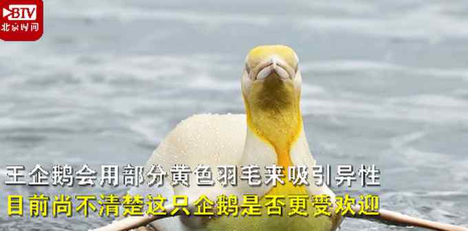 南极发现全球首只黄金企鹅 太萌了！网友：这是充了会员啊