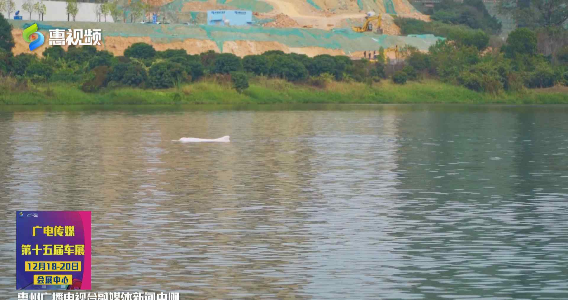 中华白海豚迷路误入东江后死亡