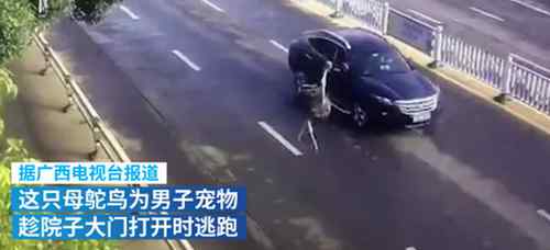 鸵鸟趁主人不注意逃上街头狂奔 还原事发经过及背后真相！