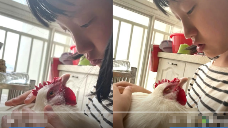 云南一女孩含泪送别即将离世的宠物鸡 宠物鸡眼神暖哭网友：它是幸福的离去