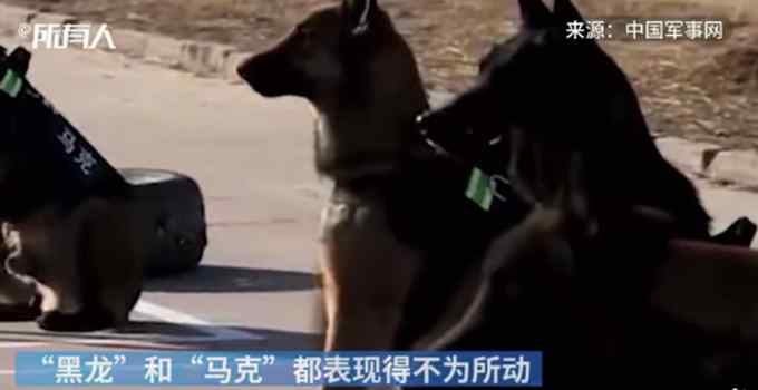 警犬面对火腿肠诱惑不为所动 耍帅卖萌样样会 网友：眼神太帅了！