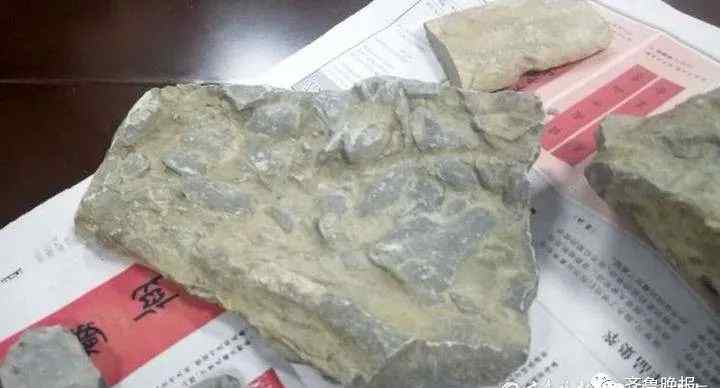 济南10岁男孩游玩时发现十几块古生物化石？专家鉴定：是真的