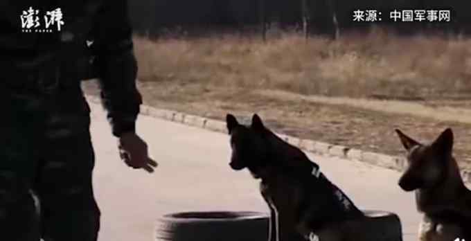 警犬面对火腿肠诱惑不为所动 耍帅卖萌样样会 网友：眼神太帅了！